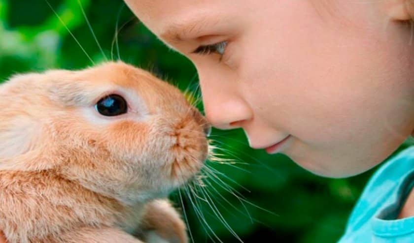 6e77a83d486fdb8c9b0ef6316a34113c Алергія на кроликів: може бути, симптоми, як проявляється у дитини і дорослого, фото