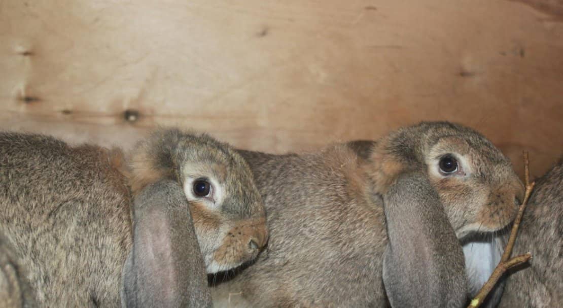 6f122ca87a0ebd38e2317c6980c22cd4 Кролик Французький баран: характеристика і опис породи, фото, утримання та розведення, чим годувати, відео