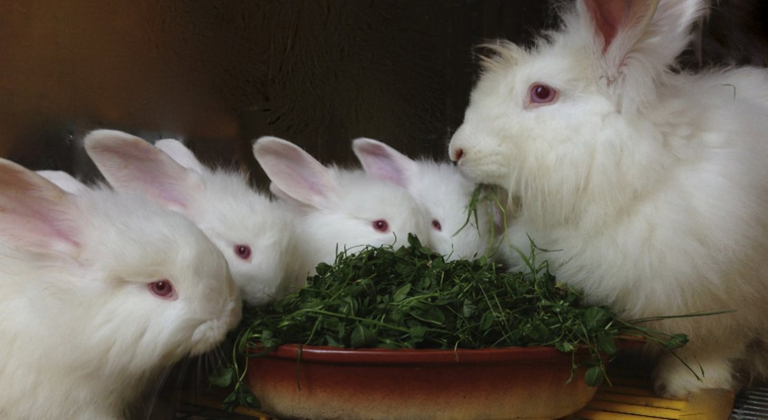 6f771dad1ea12a30d1d2a325caf18b8f Ангорський декоративний кролик: опис породи і фото, догляд та утримання в домашніх умовах, чим годувати