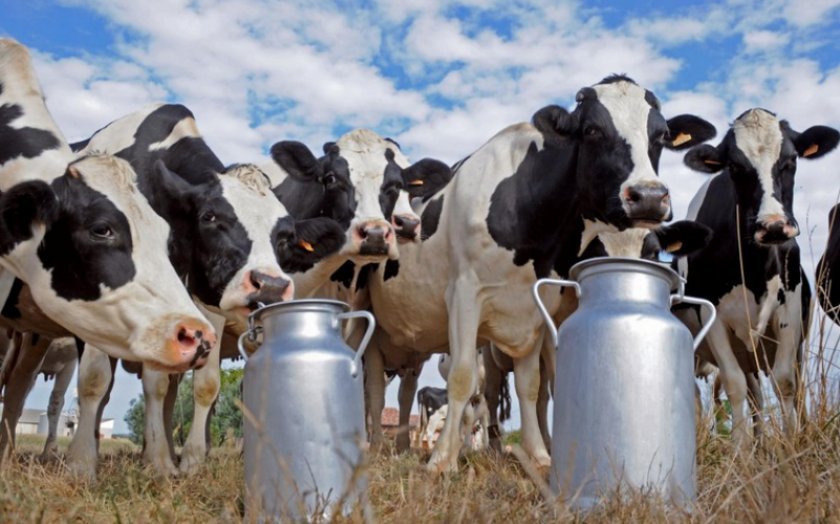 6fc7920ed6b5e97aebd3996bf8301b5e Жирність молока у домашньої корови взимку і влітку (нормальна, максимальна): від чого залежить, як визначити, як підвищити