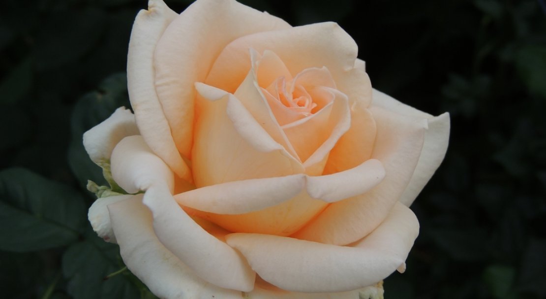 6fe2ae91d57cefe6a3051bc25a20870f Троянди чайно гібридна Версилия: фото і опис, посадка і догляд у відкритому грунті