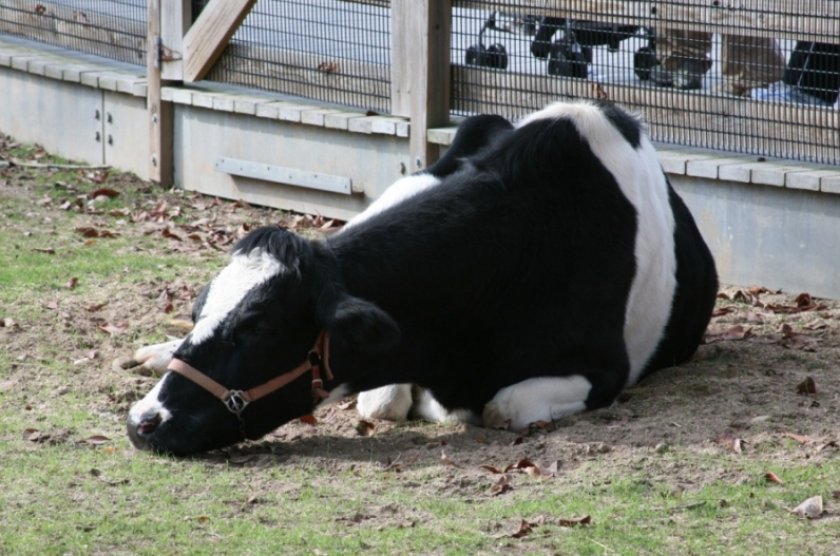 70417ce7dc1628ca1f53d27bfa65d105 Скільки шлунків у корови: зі скількох відділів складається, особливості травлення і будови, фото