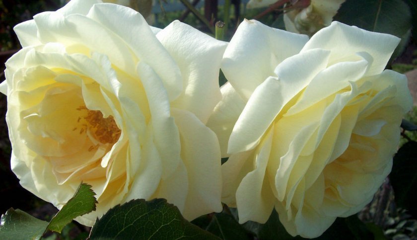 705b0b386e58e87503649a8b7e02f930 Роза Шнеевальцер: опис і характеристики троянди, способи розмноження, вирощування і догляд