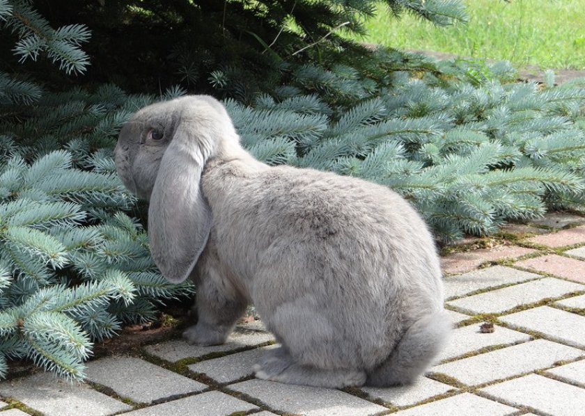 70f3d42d6bb612945ba2a60cc740f055 Кролик Французький баран: характеристика і опис породи, фото, утримання та розведення, чим годувати, відео