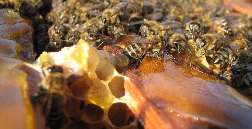 71128fb8ea3a4211b346705213e58088 Зимівля бджіл: як організувати і підготувати бджіл до зимівлі, зимівля на волі під снігом, відео