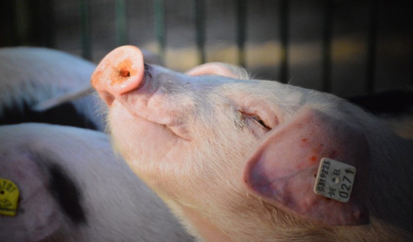 71c5921040bb092d78b88885fe0b64fc Годування свиней в домашніх умовах: раціон і норми, чим можна годувати