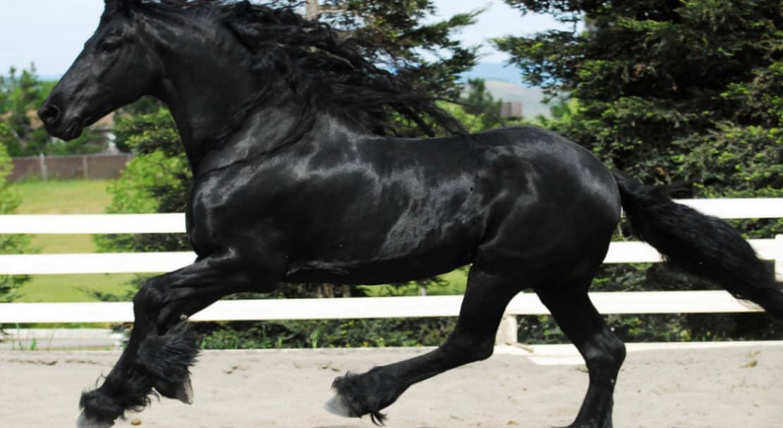 7273ecd7bece2d11dfc558d670f08591 Фризька порода коней: опис та фото, особливості змісту і годівлі