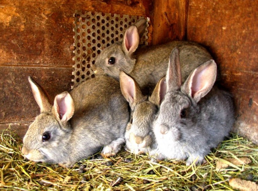 72b57861906547c3a8e49da996aaa0d9 Пронос у кроликів: причини і лікування в домашніх умовах народними засобами, ліками), як зупинити, профілактика, фото, відео