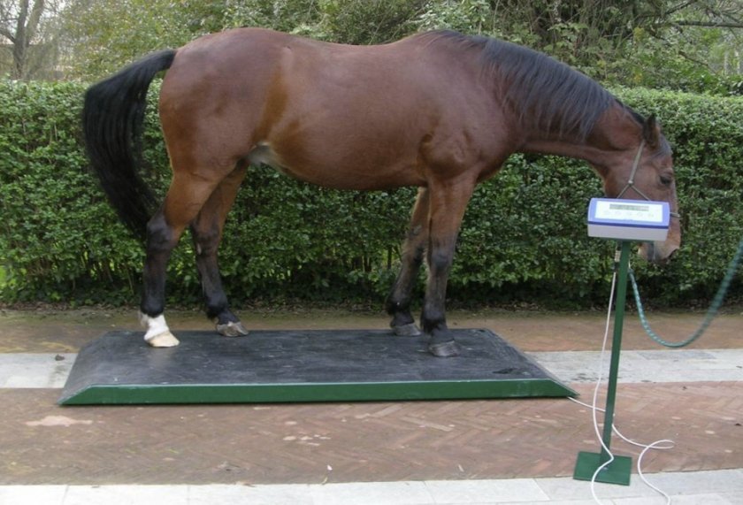 72c3a8ed7f1376d7e286582314747433 Вага коні (середній, максимальний і мінімальний): як дізнатися і визначити, який повинен бути вагу наїзника, особливості вимірювання