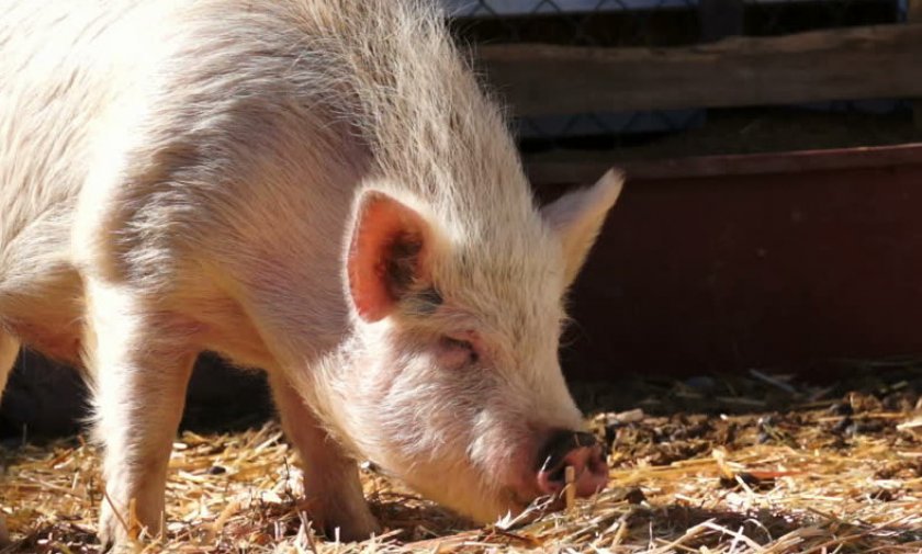 72efe1860e2494cc5a36ff0be1fa8ac8 Ландрас — порода свиней: характеристика і опис з фото, особливості розведення, годівлі та догляду, відео