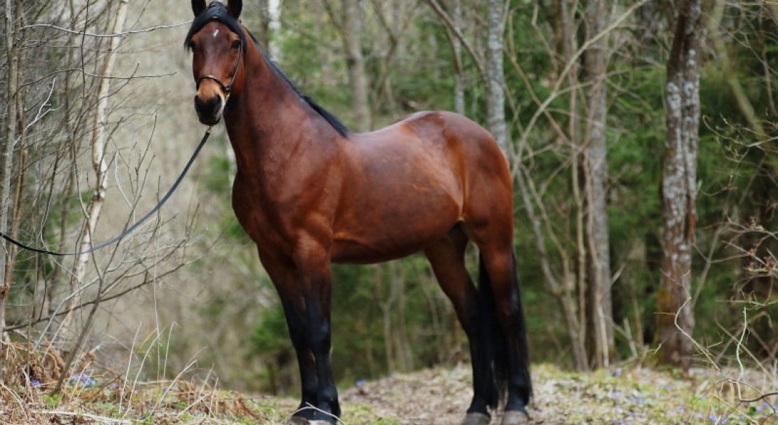 734158b662056415bf76fa9b3234ea9c Російський рисак порода коня, опис та характеристики, особливості догляду, фото
