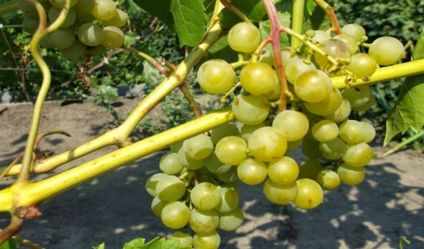 736956e9a8e62bb8c9d1fba56baa2f4d Кращі сорти винограду для Сибіру: опис і особливості вирощування, фото