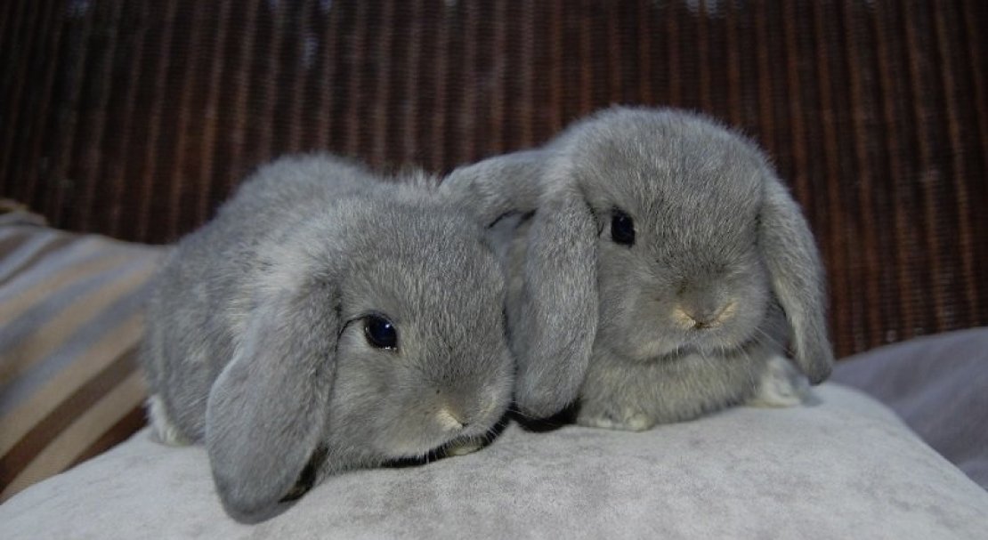 Маленький серый кролик. Карликовый вислоухий баран кролик. Крольчонок вислоухий баран. Кролик вислоухий баран серый. Кролик породы баран вислоухий.