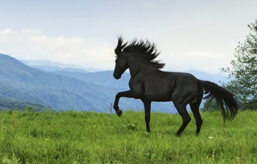 73a6b415a55ab38313bca95e26a838ad Карачаевская порода коней: опис та характеристика, плюси та мінуси змісту, фото, відео