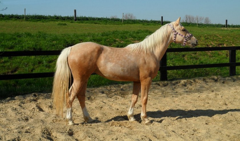 73d91c38031a5641d564b5d49a7a8984 Солова масть коней: опис і зміст порід, переваги та недоліки, особливості догляду, фото
