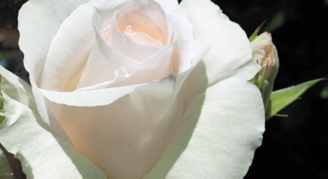 740071b89ed611ffc7cb3599165362fc Роза Шнеевальцер: опис і характеристики троянди, способи розмноження, вирощування і догляд