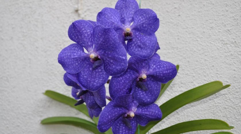74159081dd6f0808abc9d45f069e6a37 Самі красиві орхідеї: ТОП 13 кращих видів та їх опис, фото
