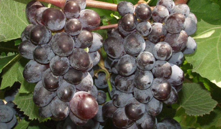 7430ddd6904dce7c04e41cc35c8082bd Кращі сорти винограду без кісточок: опис та особливості розмноження, фото