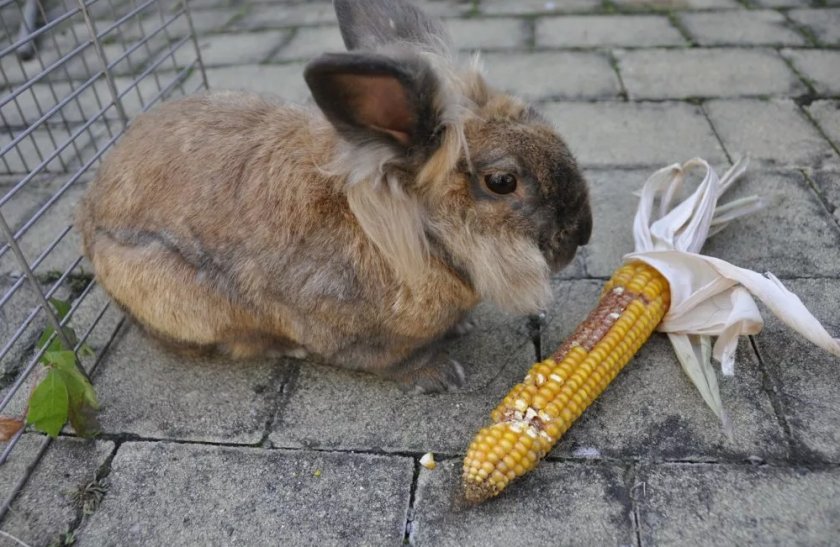 745091b3f454ddb26dbaf81524e84a4b Чи можна годувати кроликів кукурудзою (листям, качанами): користь і шкода, їдять свіжу, як правильно годувати