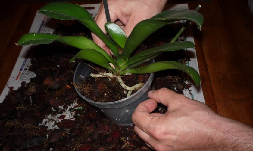 745eb87bcda3d9dfccf226f3fc004df6 Як садити орхідею в горщик в домашніх умовах: основні способи, правильна обробка ґрунту, догляд після посадки