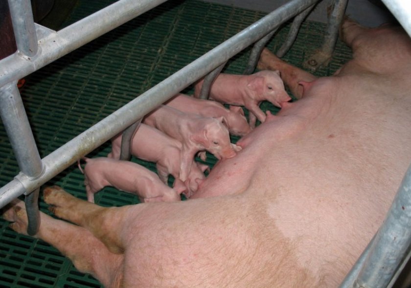74604ff0098be1b090f06d33172a4e00 Ландрас — порода свиней: характеристика і опис з фото, особливості розведення, годівлі та догляду, відео