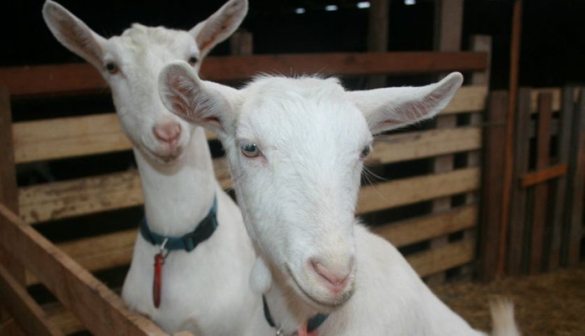 7489ce47021659583619c11d9768c10b Мастит у кози: ознаки і лікування в домашніх умовах (антибіотиками, народними засобами), причини появи, відео, фото
