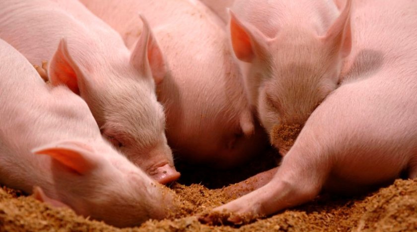 74f5ee3b328d3ed8d7be6628bfd037f7 Самий ефективний відгодівля свиней в домашніх умовах: норми годівлі, технології, як скласти раціон, особливості вирощування та утримання