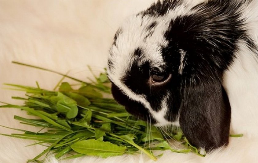 74f9c5ca6f106e99adc0a47330906870 Чи можна давати траву молочай кроликам: користь і шкода, особливості годівлі