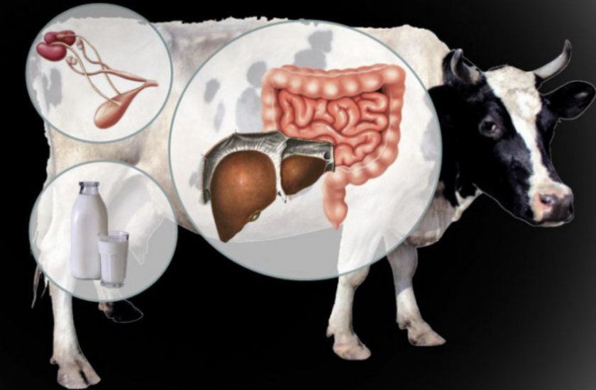 752320b77e2c7e932a7b4ec6362a7b65 Ацидоз у корови: симптоми і лікування