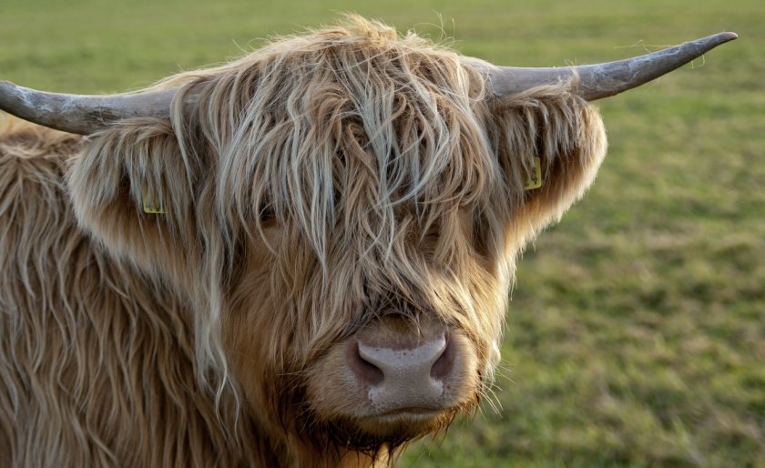759409ef2dfd96ed69451e0ce6c3f4e1 Хайленд (шотландська порода корів): опис, утримання та догляд