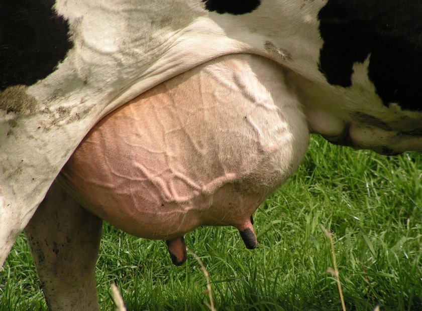 76092dfcd85742d776ad5716ce618c5b Чому у корови солоне молоко, якщо вона не вагітна, солоне молоко перед і після отелення: причини і лікування