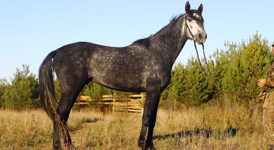 764bd73623fa3909a8ecc9122638046b Російський рисак порода коня, опис та характеристики, особливості догляду, фото