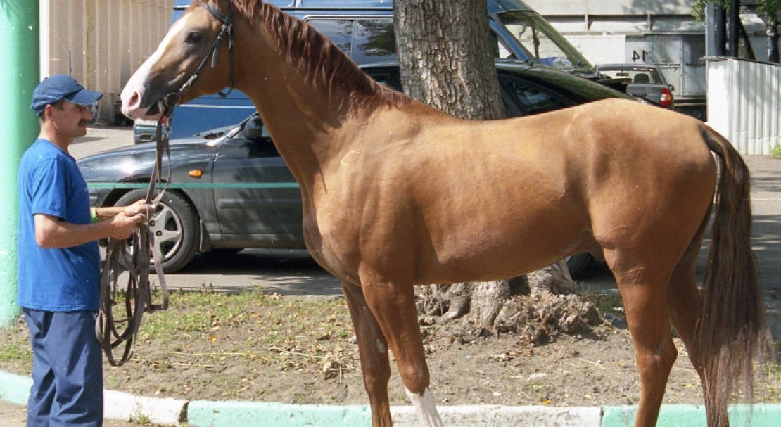 77207634893c40841ba7ce09afa8b4f9 Донська кінь: характеристика і опис породи, розведення і догляд, фото, відео
