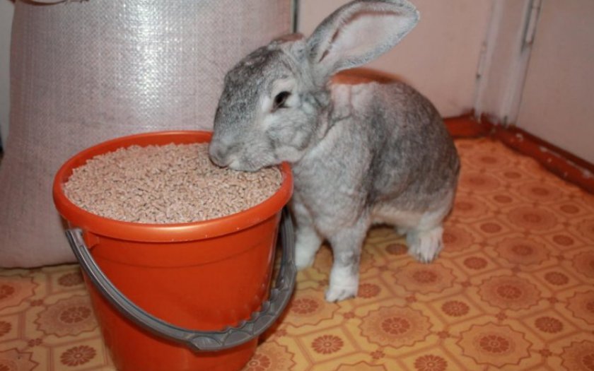 77da18d882f1bb309970af55e38364aa Як годувати кроликів взимку в домашніх умовах: основні правила харчування, складання раціону