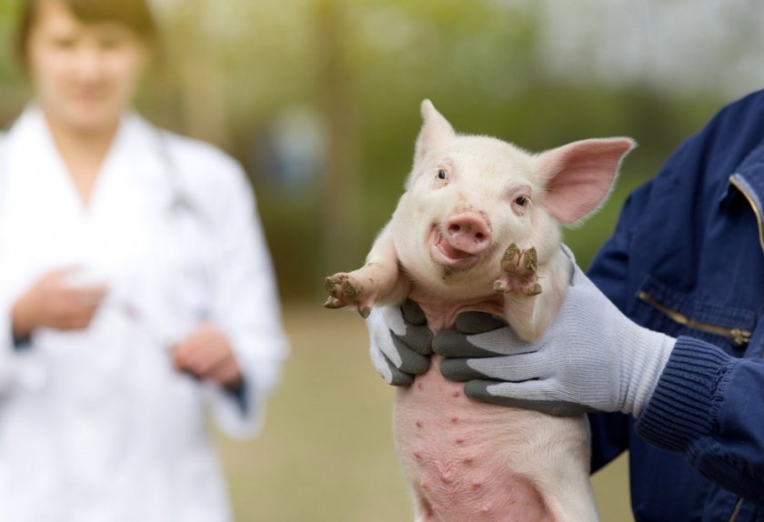 77e470b98ff53783883ba79517feb353 Ландрас — порода свиней: характеристика і опис з фото, особливості розведення, годівлі та догляду, відео