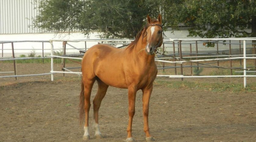 7810760aa1b1f1845ca9025da32f2597 Донська кінь: характеристика і опис породи, розведення і догляд, фото, відео