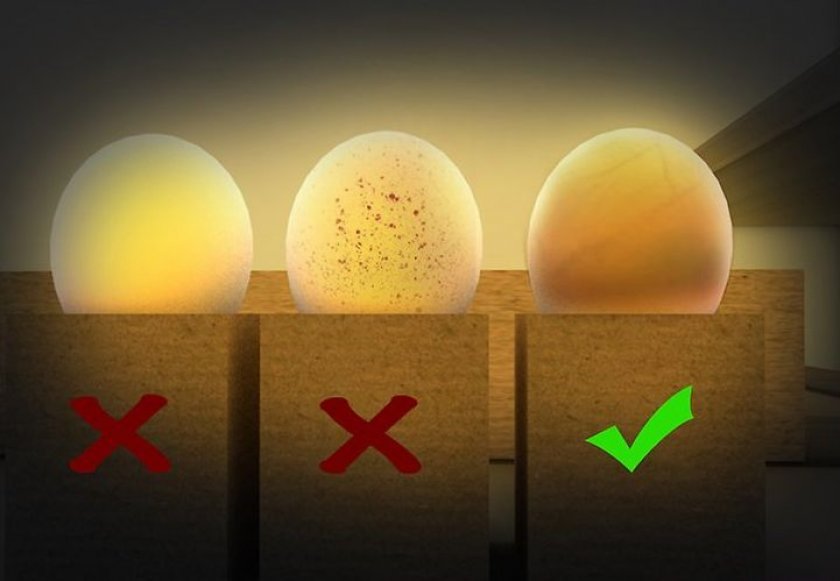 783493a81769f73cc5250079f00846e2 Овоскопирование яєць по днях (курячих, перепелиних, гусячих, індичих, качиних): під час інкубації, який показник не враховується, фото, відео