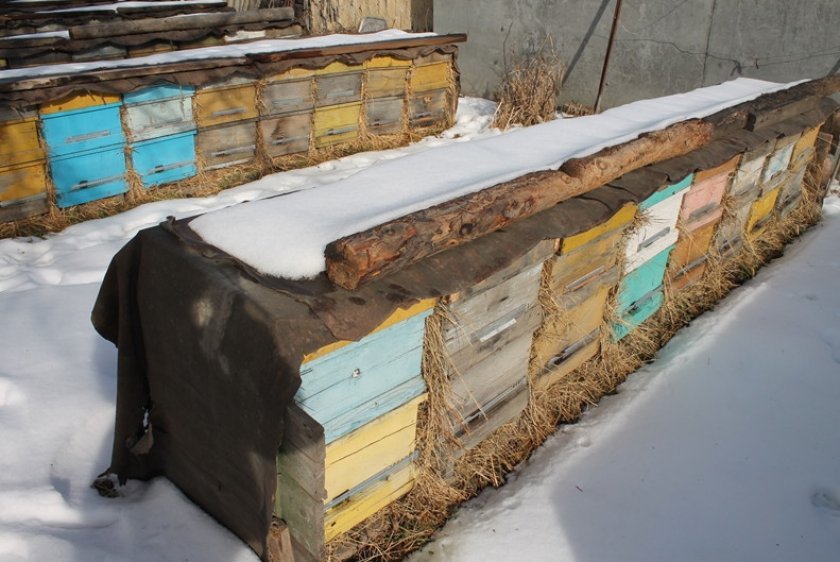 78fbeafb132c6e2a1de10f13cb10d555 Зимівля бджіл: як організувати і підготувати бджіл до зимівлі, зимівля на волі під снігом, відео