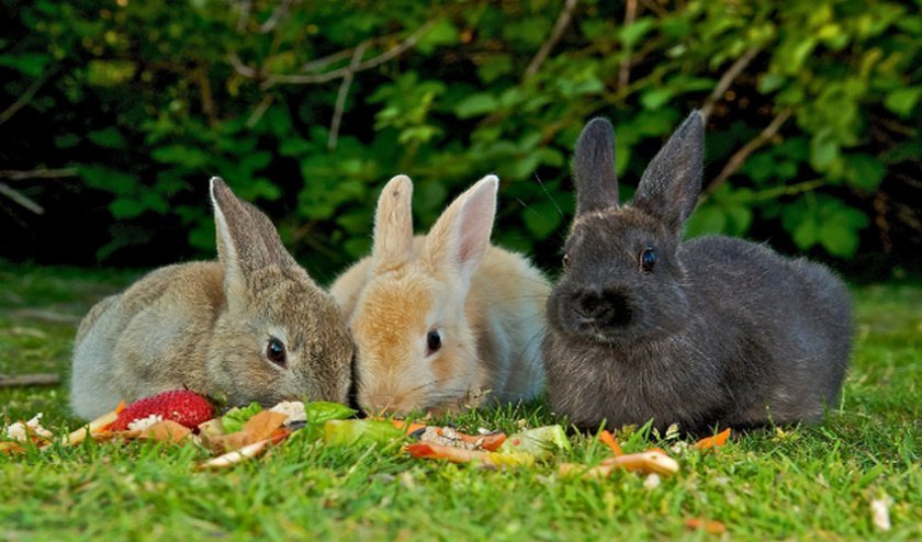 795c25375b11a9da1cad837623c0be7e Чи можна годувати кроликів капустою (кольоровий, пекінської, свіжої): користь і шкода, особливості раціону