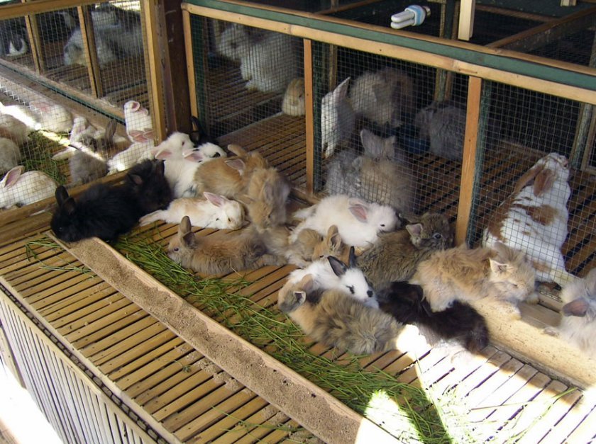 79885d5c9d9cfa2291f094f88d224179 Як вигодувати кроленят без кролиці: можливо штучне годування з перших днів життя