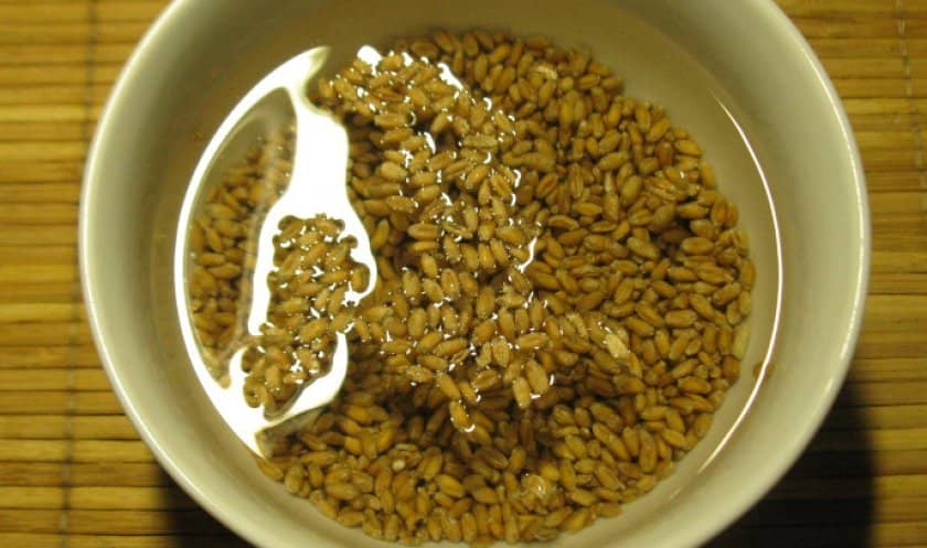 79bbe4fbd8205b393cf6d6ae9a2c4d88 Як проростити пшеницю для курей в домашніх умовах: покрокова інструкція та годування