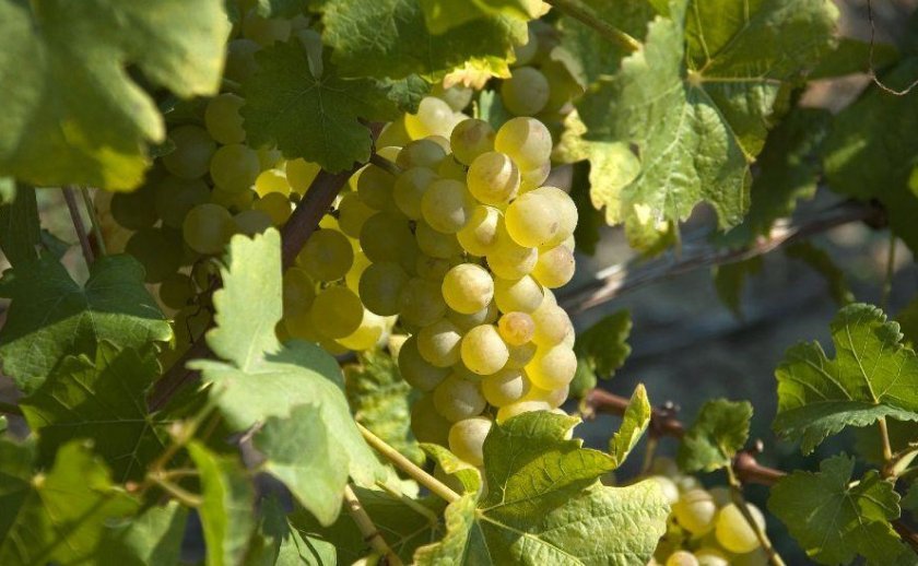 7a251fb2bba306824f18e2d187e2494b Вибір кращого сорти винограду для коньяку: опис, вирощування, процес виготовлення