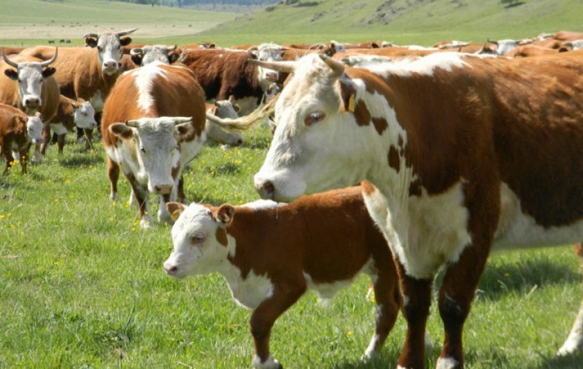 7aa00c1850daf3fe344c490d9d3d5471 Казахська білоголова порода корів: характеристика, фото, напрям, зміст і відхід