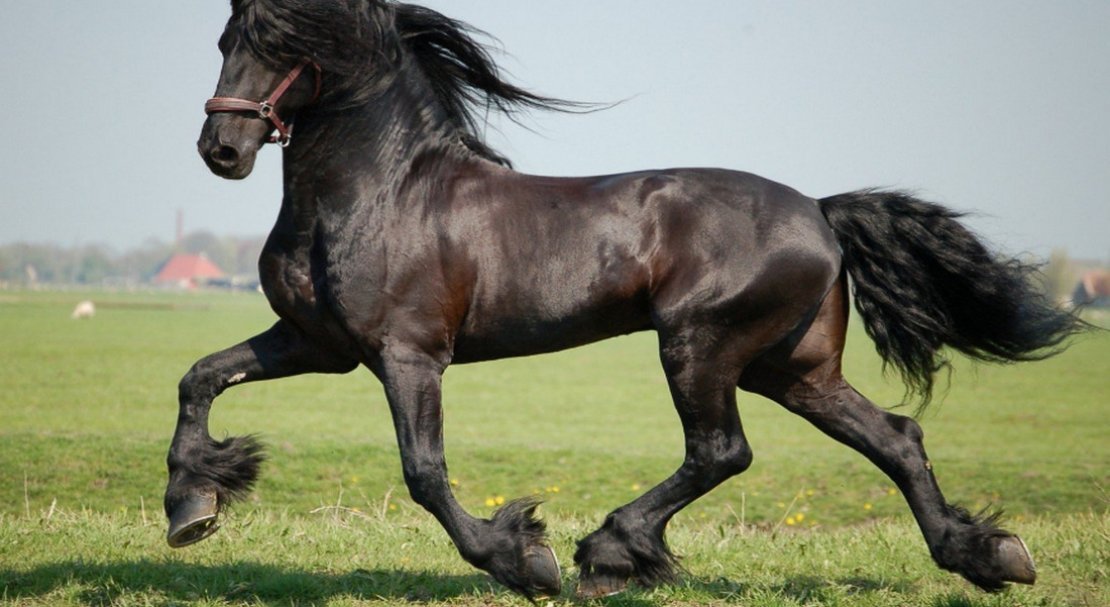 7af146e191143f71a2b1ff9b3a51e68f Фризька порода коней: опис та фото, особливості змісту і годівлі