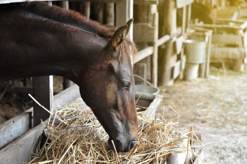 7af975e7e0751bda8b3f1f30375a6cb4 Чим годують коней: дозволені продукти, огляд кормів, як правильно годувати коней без наслідки, фото, відео