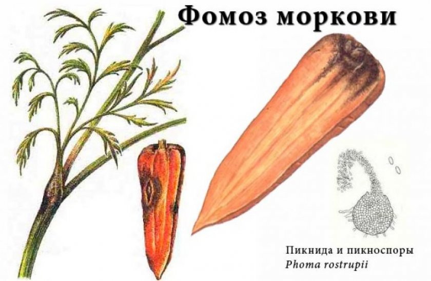 7b1abc591809ce04d792988edd8967c5 Морква московська пізня: опис та характеристика сорти, вирощування і догляд, фото, відгуки