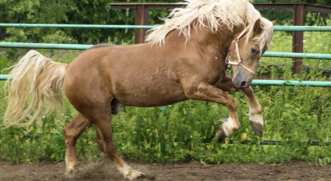 7b7a478169251e3e9902a5e26097e3eb Російський ваговоз — порода коней: фото і опис, вага, догляд та годівля