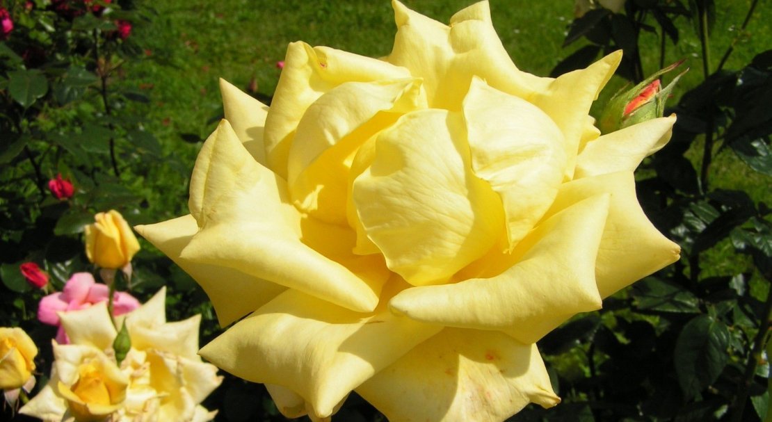 Роза чайно гибридная ландора желтая фото и описание