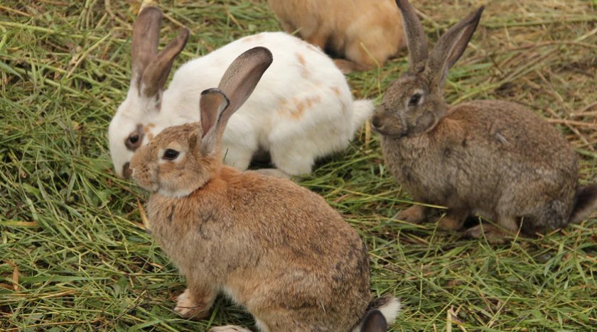 7c7c59924ec0f42b61b577870f2de2c1 Скільки років живуть кролики різних видів і порід (домашні, звичайні, карликові, дикі), середні показники