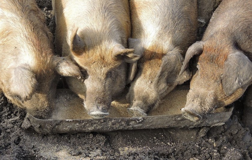 7ca66018f9c2cec22be4d7375569af3f Комбікорм для свиней: види, склад, норми споживання, як годувати, рецепт для приготування своїми руками в домашніх умовах, кращі виробники